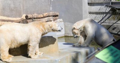 We wtorek rano stołeczne niedźwiedzie polarne wyruszą do czeskiej Pragi